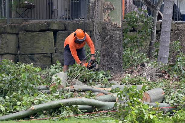 Best Affordable Tree Service  in Sleepy Hollow, CA